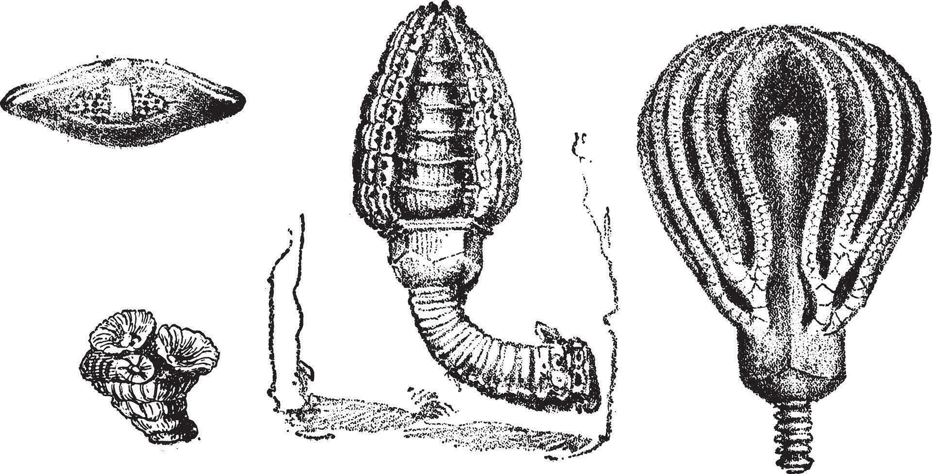 rhizopodes les foraminifères, cupressocrinus crassus, ancien gravure. vecteur