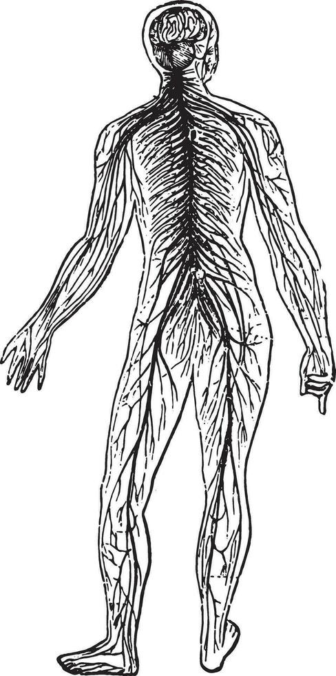 nerveux systèmes, ancien gravure. vecteur