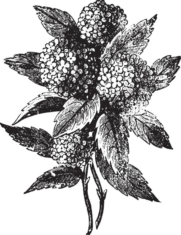 hortensia, ancien gravure. vecteur