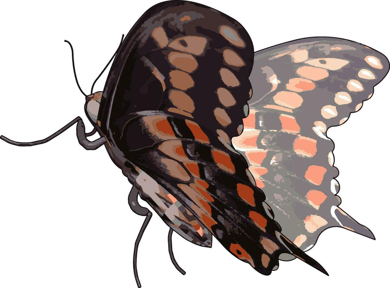 Papillon 3d avec détails, illustration, vecteur sur fond blanc.
