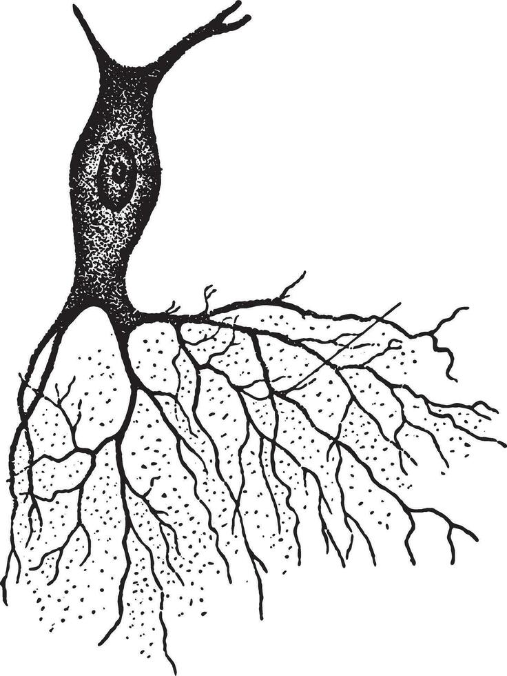 une nerf avec buisson comme projection, ancien gravure. vecteur