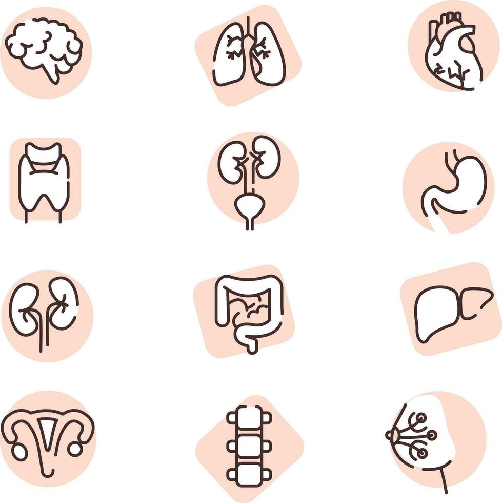 organes humains, icône, vecteur sur fond blanc.