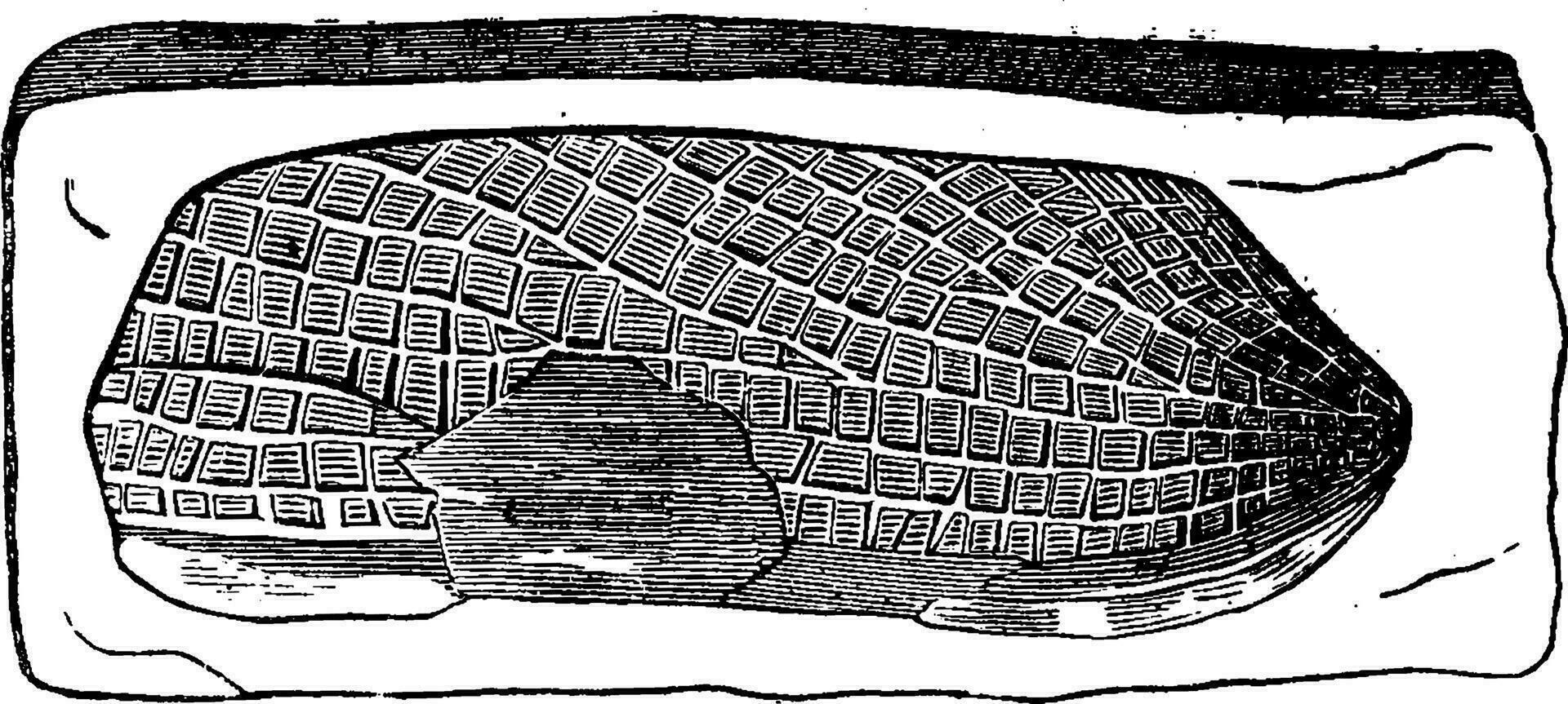 ciseaux scarabée conservé dans oolithique terres, ancien gravure. vecteur