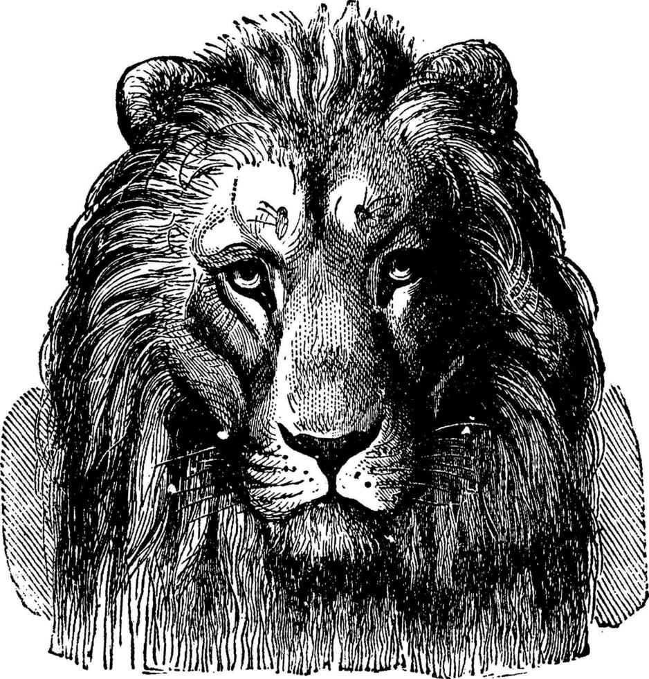 Lion tête de sennar, de face voir, ancien gravure. vecteur