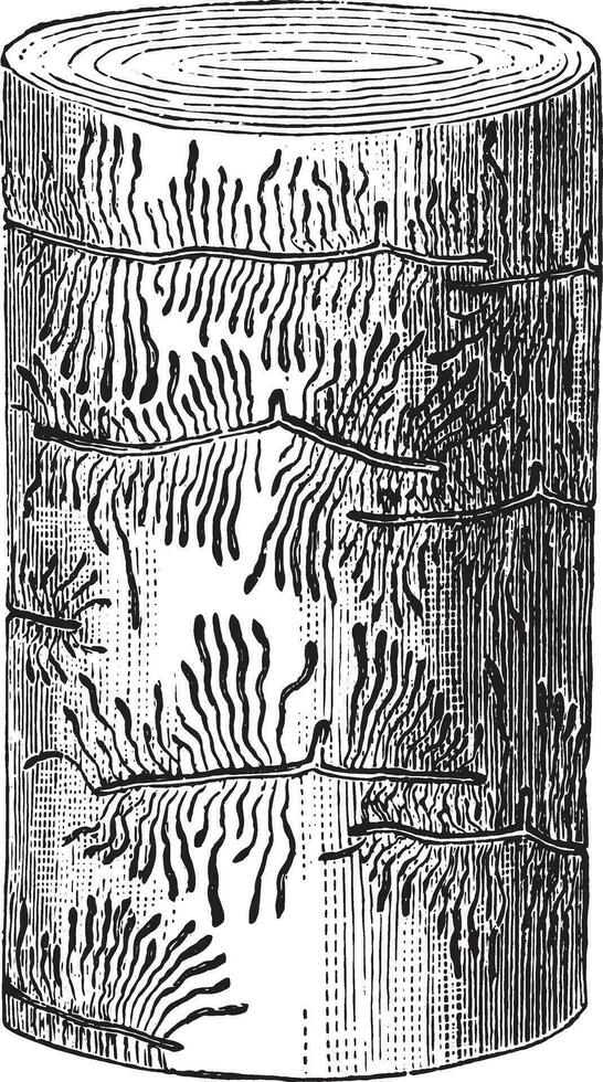 galeries de hylésinus fraxini sur cendre, ancien gravure. vecteur