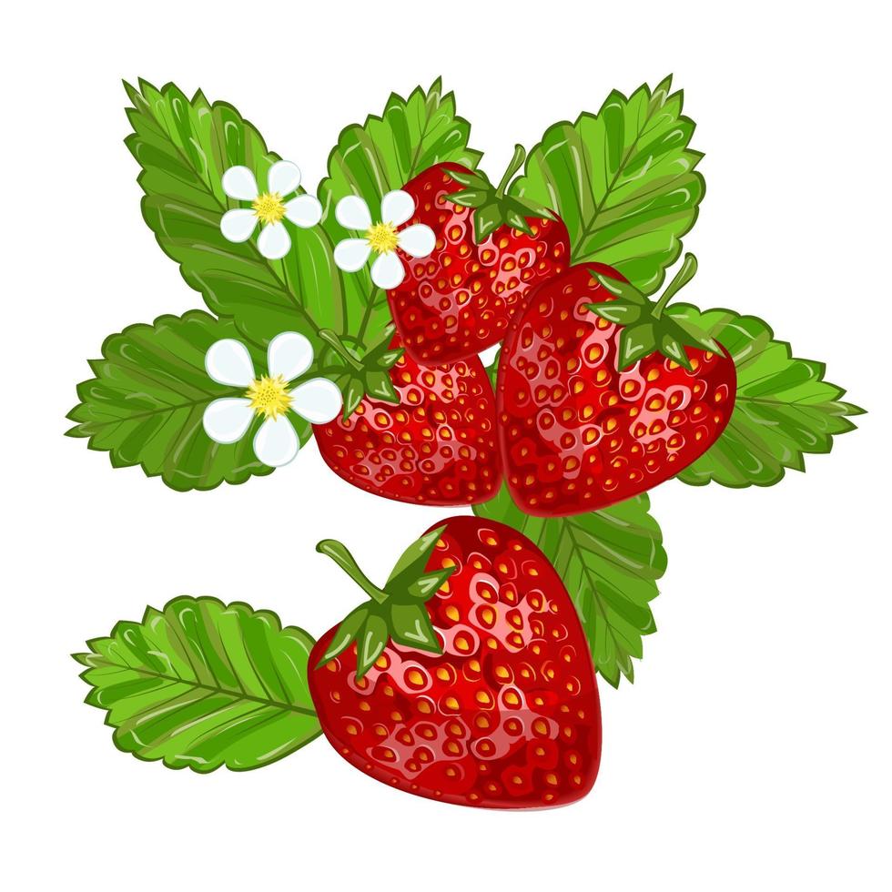 fraises avec des feuilles illustration vectorielle. vecteur