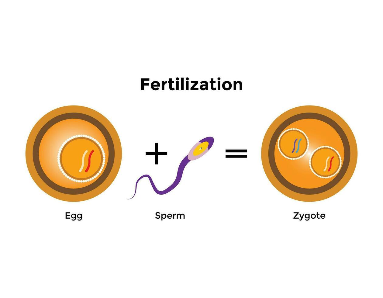 Humain fertilisation est le syndicat de une Humain Oeuf et sperme vecteur