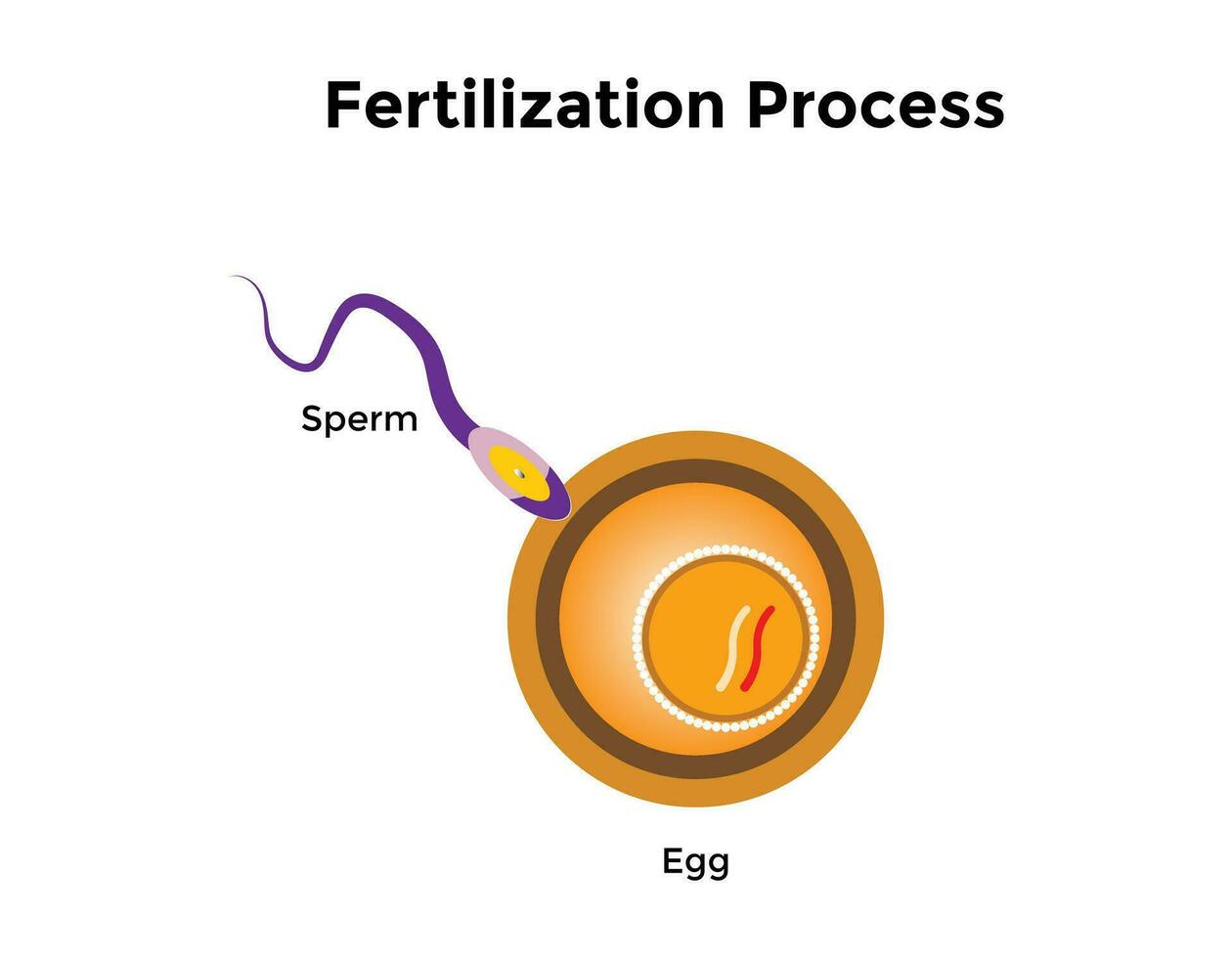 Humain fertilisation est le syndicat de une Humain Oeuf et sperme vecteur