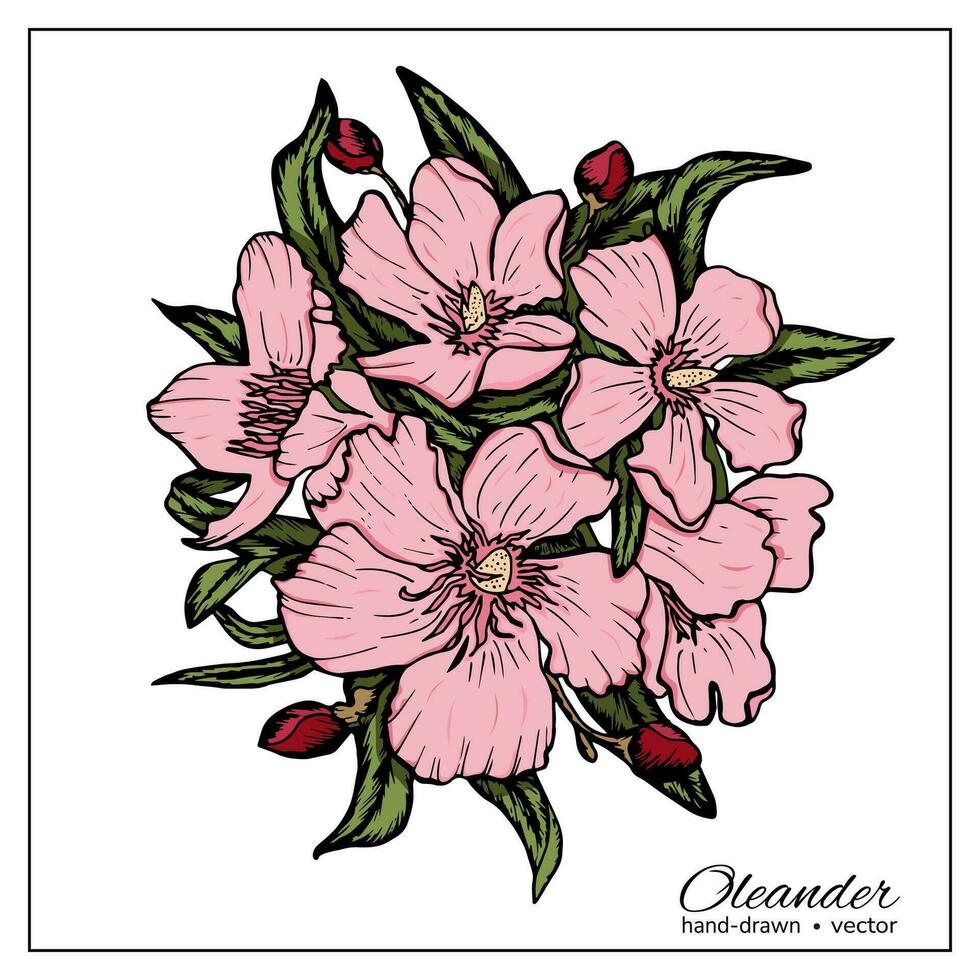 nerium laurier rose. main tiré vecteur illustration de laurier rose branche sur blanc Contexte pour coloration livre, décoration, conception.