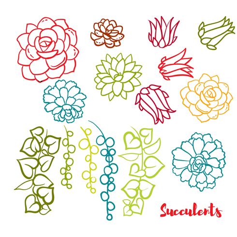 Ensemble de plantes succulentes dans le style dessiné à la main. vecteur