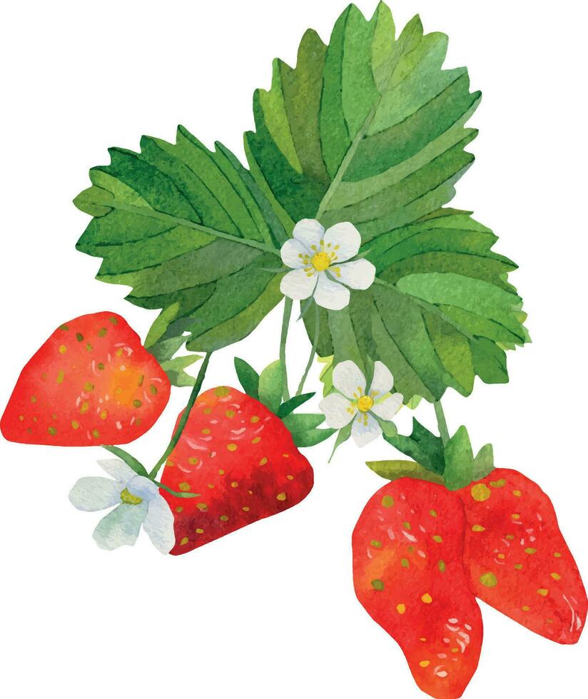 une branche de rouge des fraises avec vert feuilles aquarelle. aquarelle main tiré La peinture illustration isolé sur blanc Contexte. été baies, une impression pour impression sur cartes postales. vecteur