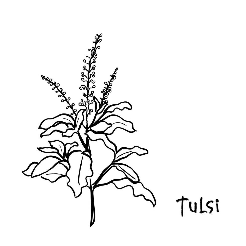 vecteur de Tulsi