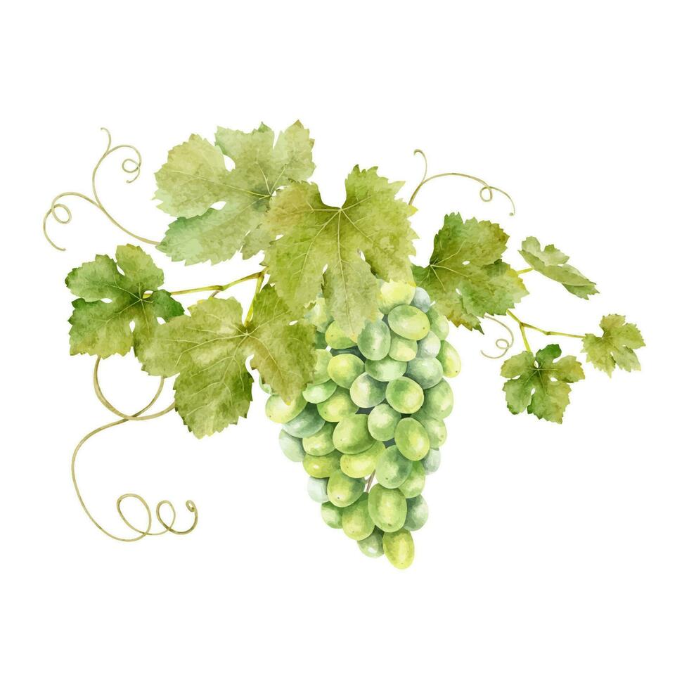 une bouquet de les raisins avec feuilles. grain de raisin vigne. aquarelle illustrations. isolé. pour le conception de Étiquettes de vin, grain de raisin jus et produits de beauté, mariage cartes, papeterie, salutations, fond d'écran, invitations vecteur