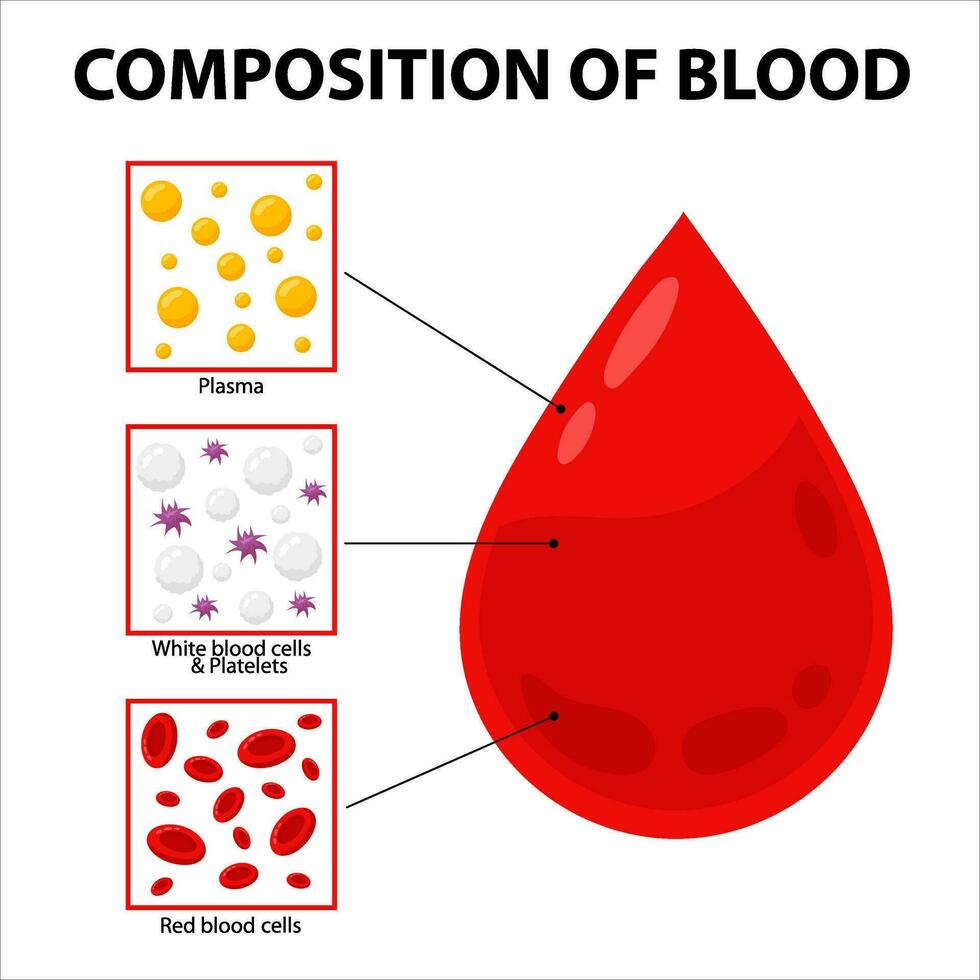 du sang composition. vecteur diagramme de du sang composition dans plat style. médecine, éducation, science.