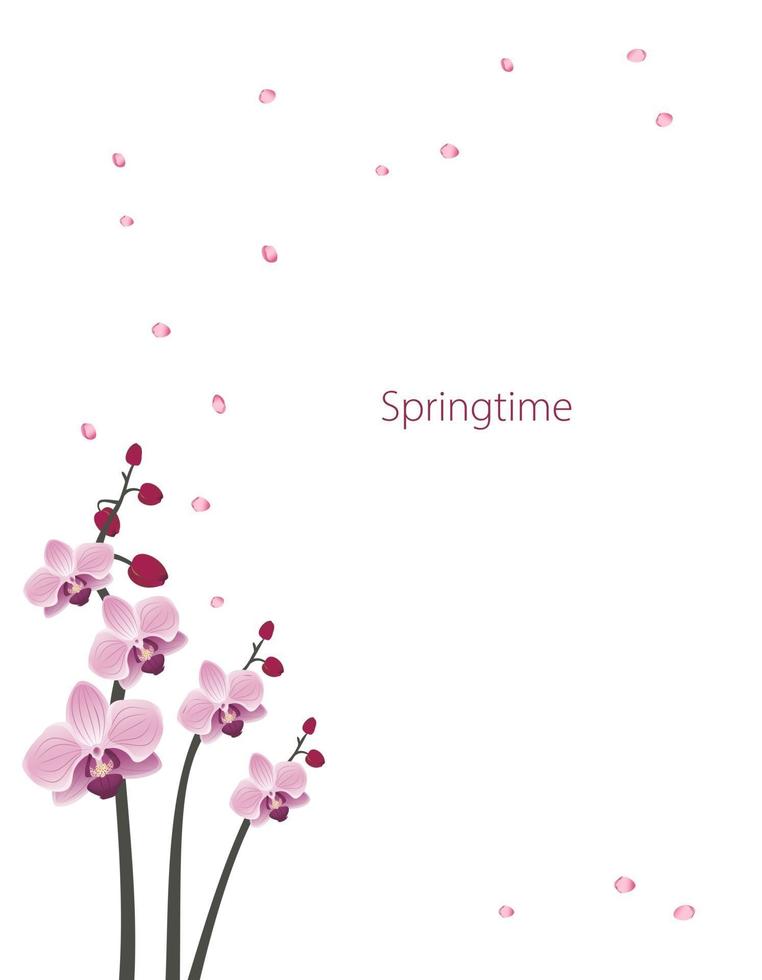 jolie carte postale de fleurs d'orchidées. composition de floraison rose de printemps avec des bourgeons et des feuilles. décorations festives pour mariage, vacances, carte postale, affiche vecteur