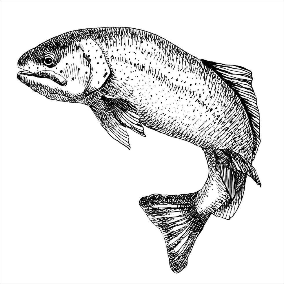 truite poisson dans main tiré coups. réaliste dessin de le arc en ciel truite sauter dehors. noir et blanc esquisser isolé sur blanc Contexte. concept art pour horoscope, tatouage. vecteur illustration.