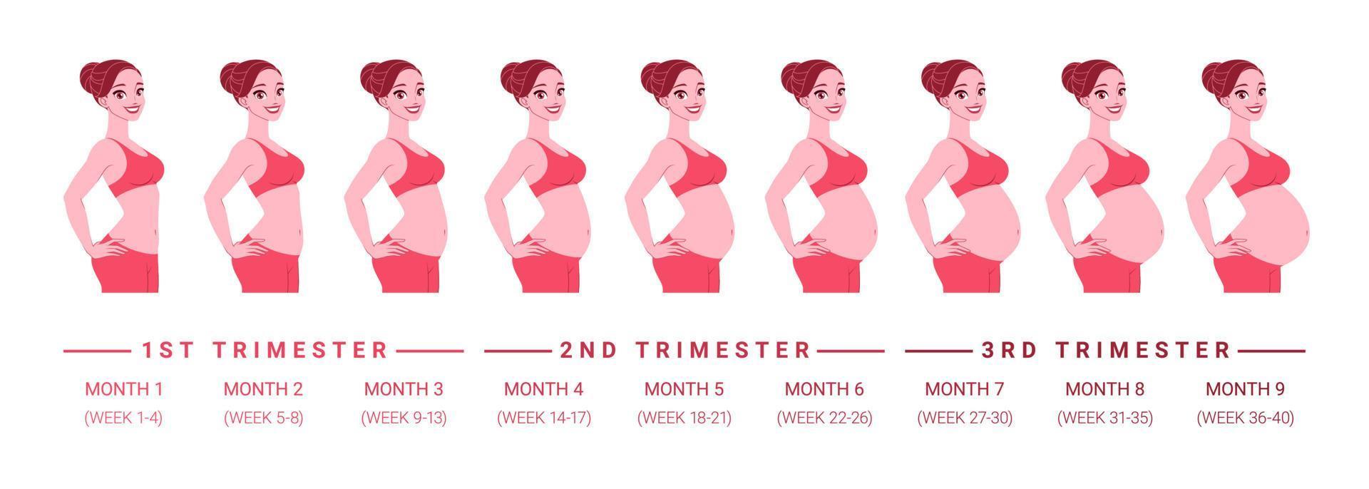 progrès du développement de la grossesse par mois illustration vectorielle vecteur