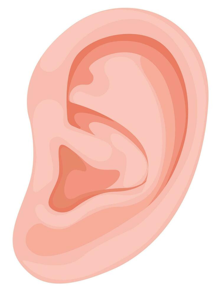 Humain oreille, Humain corps les pièces, oreille vecteur icône pour la toile conception