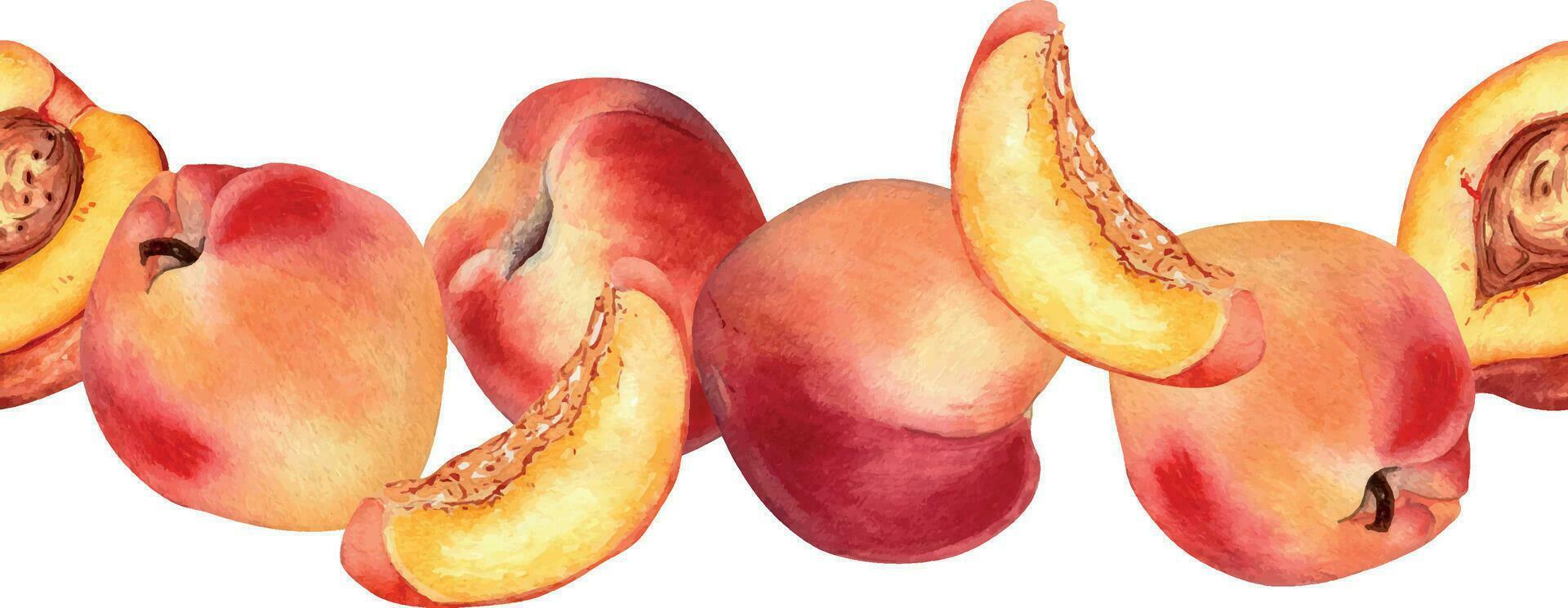 aquarelle illustration avec variété de abricots isolé sur blanche. sans couture frontière avec entier et segment des fruits peinture. pêche main dessiné. conception élément pour emballer, étiqueter, peau se soucier cosmétique vecteur