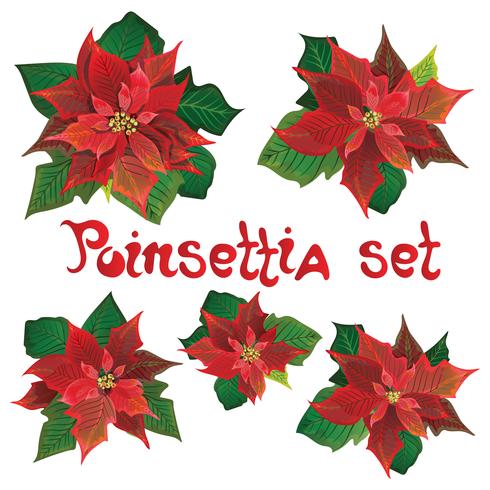 Poinsettia rouge vector set de fleurs. Illustration de symboles de Noël. Plante fleurissante de Pulcherrima. Fleur traditionnelle de poinsettia de Noël avec des feuilles vertes et des pétales rouges.