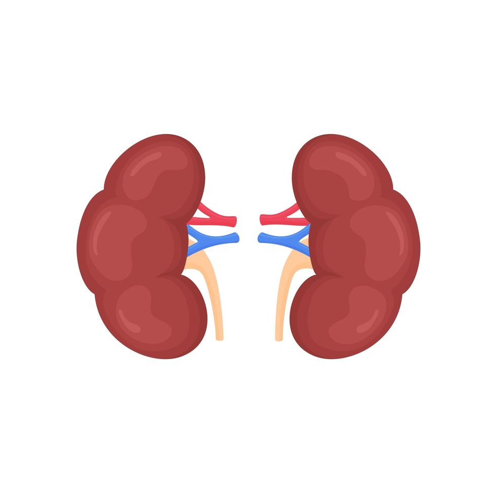 reins humains anatomiques colorés scientifiquement précis sur fond blanc. illustration de l'anatomie des sciences médicales. vecteur