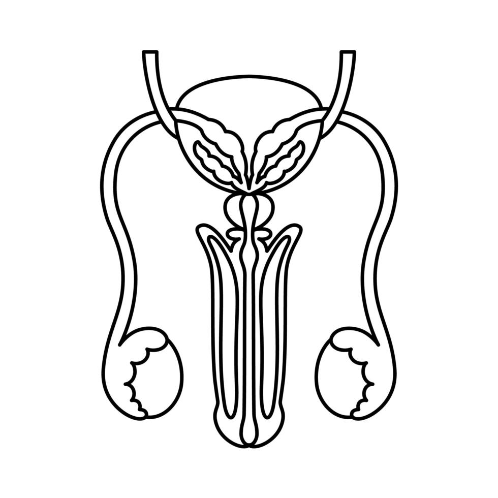 organes reproducteurs mâles style plat décrit l'illustration. icône d'organe interne, logo. anatomie, concept de médecine. soins de santé. isolé sur fond blanc. vecteur