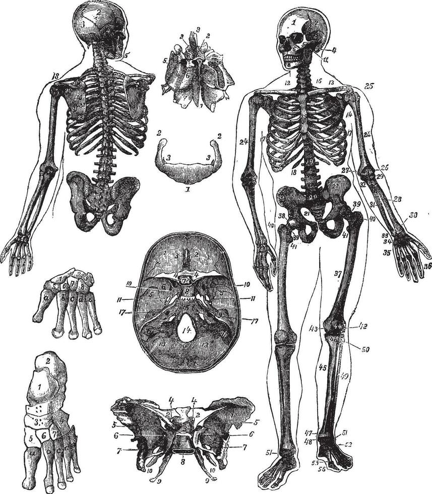 Humain squelette ancien gravure vecteur