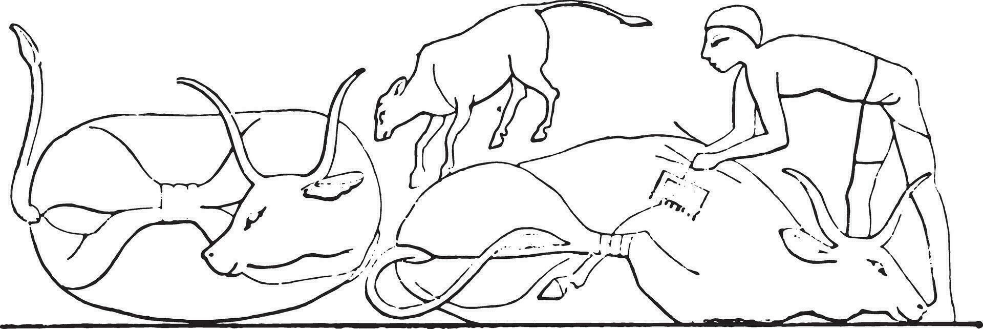 animaux marques avec un fer, ancien gravure. vecteur