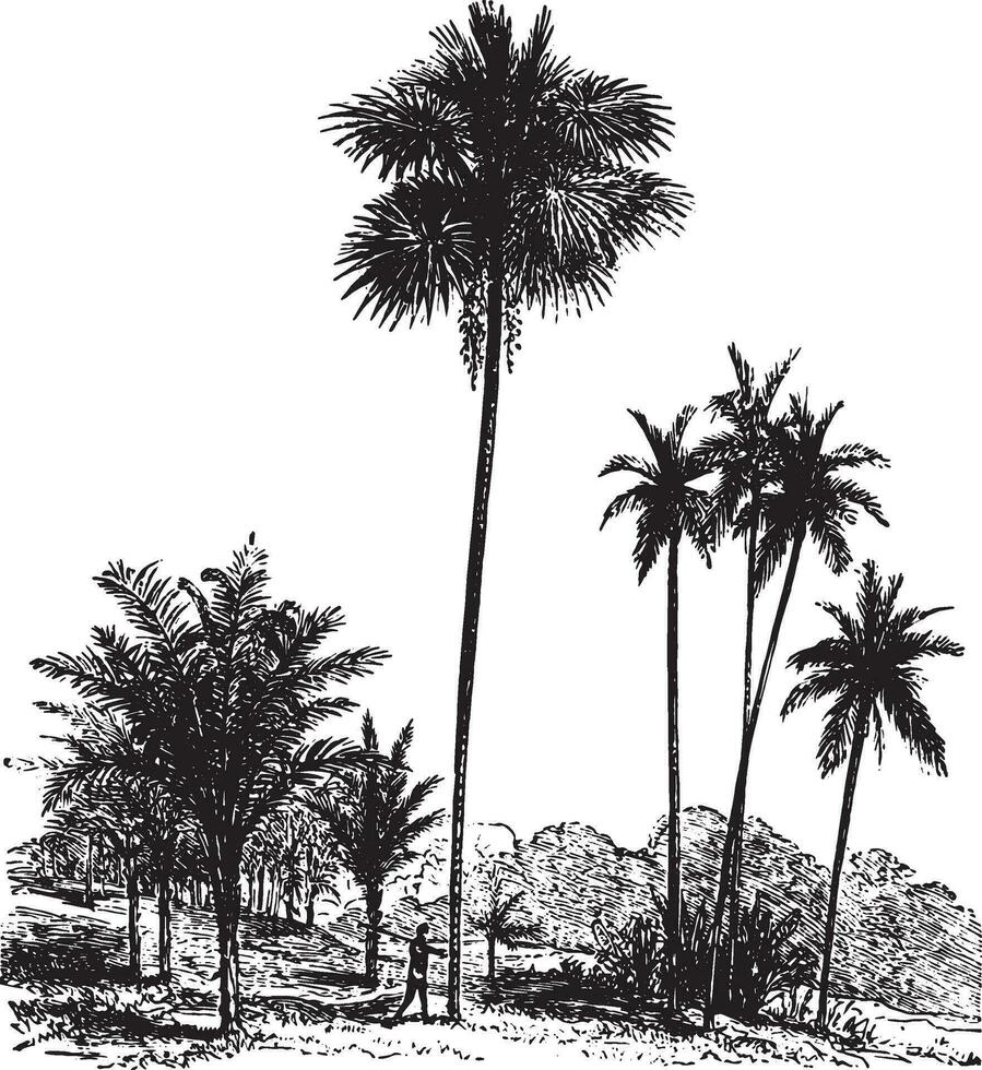 sagou, ordinaire paume arbre, areca Cachou, ancien gravure. vecteur
