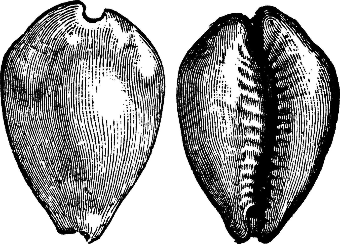 cyprès cyprès monnaie, ancien gravure. vecteur