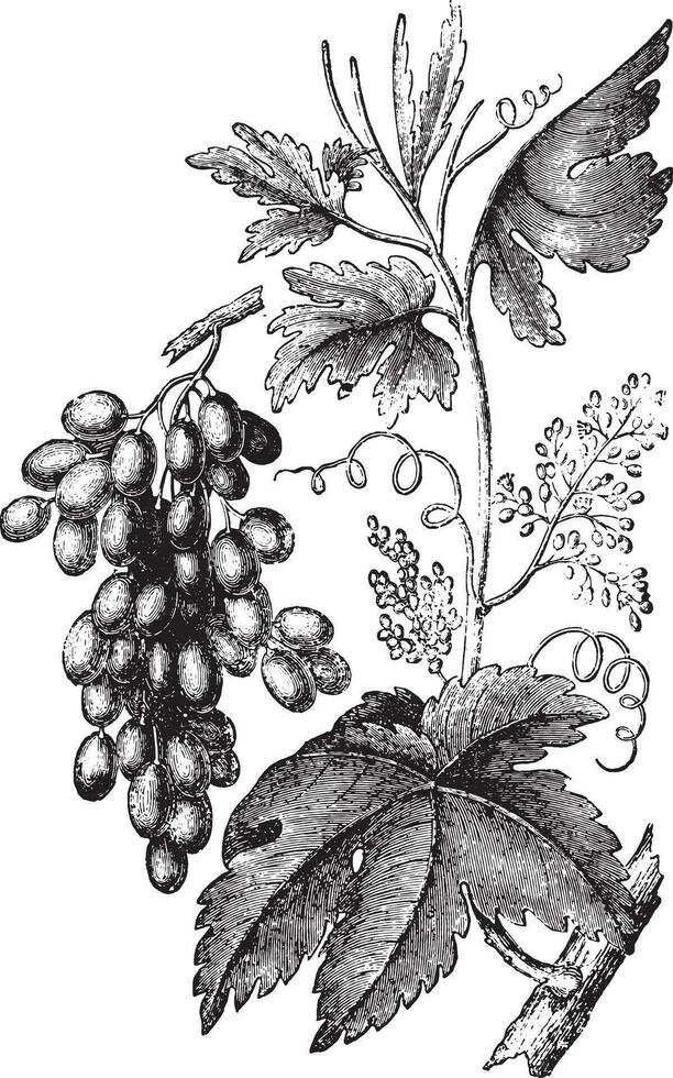 vigne, ancien gravure. vecteur