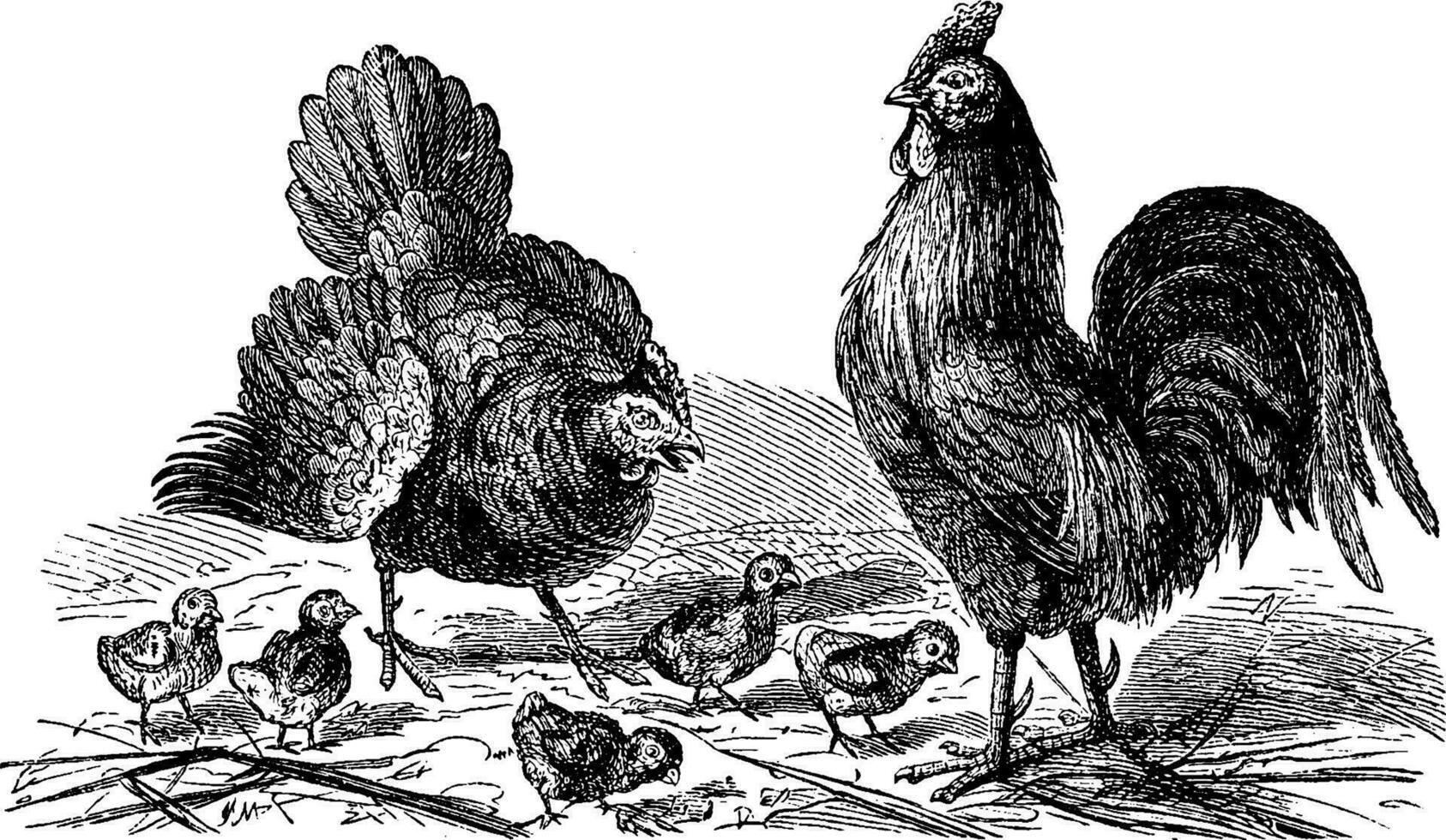 poule, coq et poussins, ancien gravure. vecteur