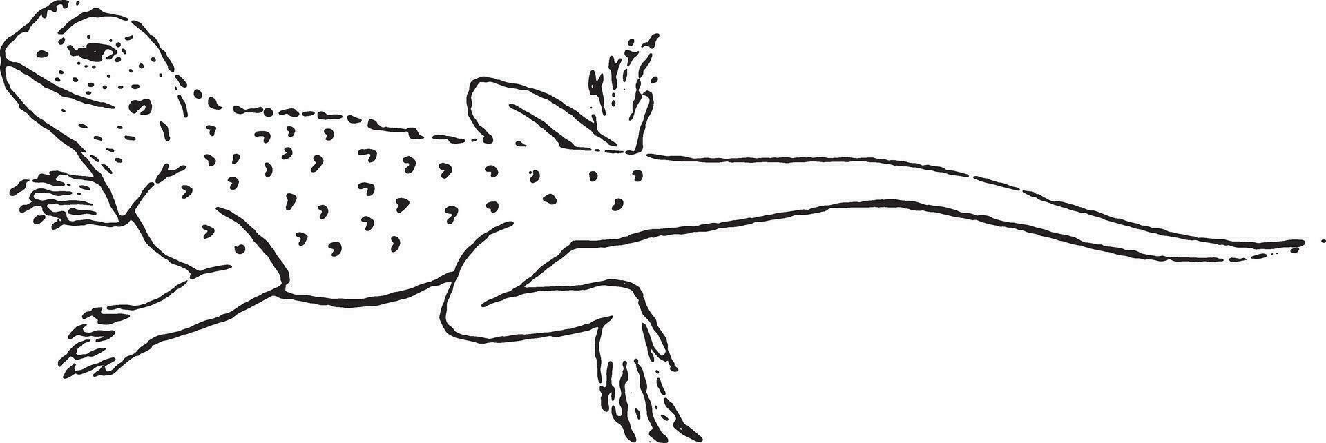 agama lézard de le genre, ancien gravure. vecteur