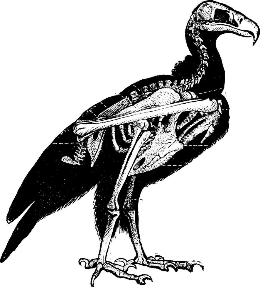 vautour squelette, ancien gravure. vecteur