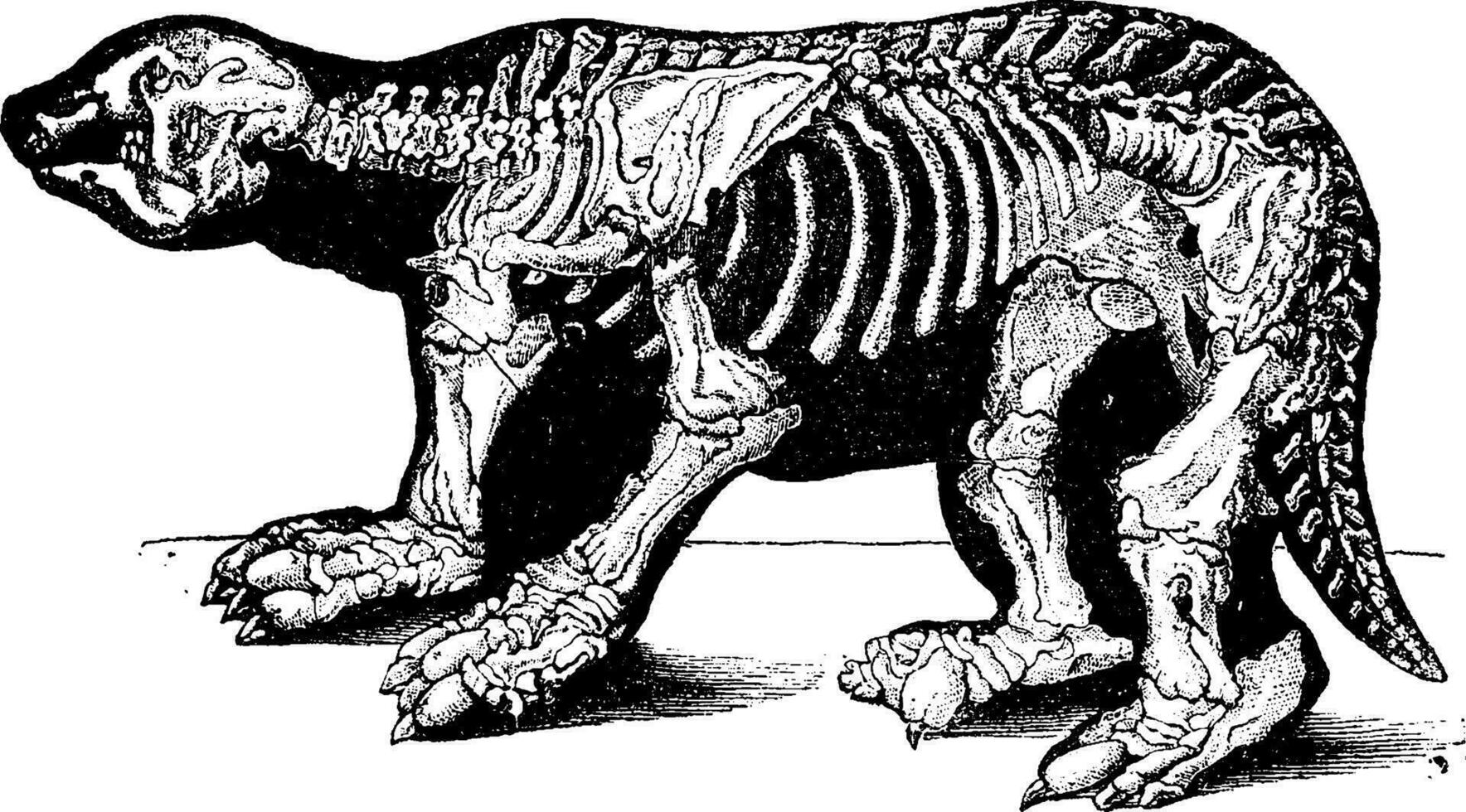 squelette de mégathérium, ancien gravure. vecteur