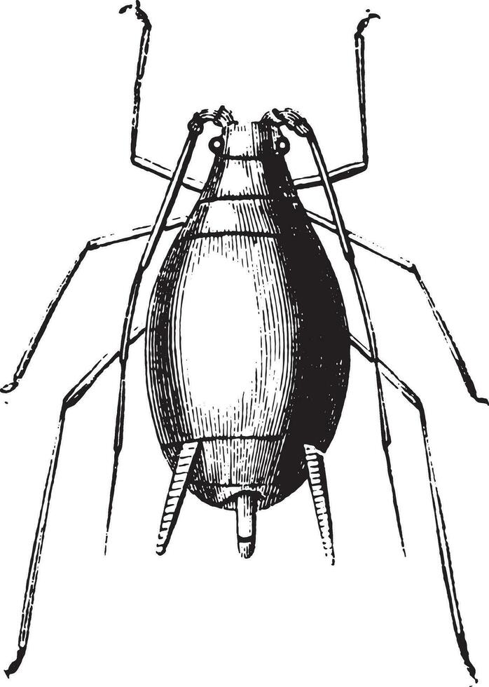 puceron et ses les larves, ancien gravure. vecteur