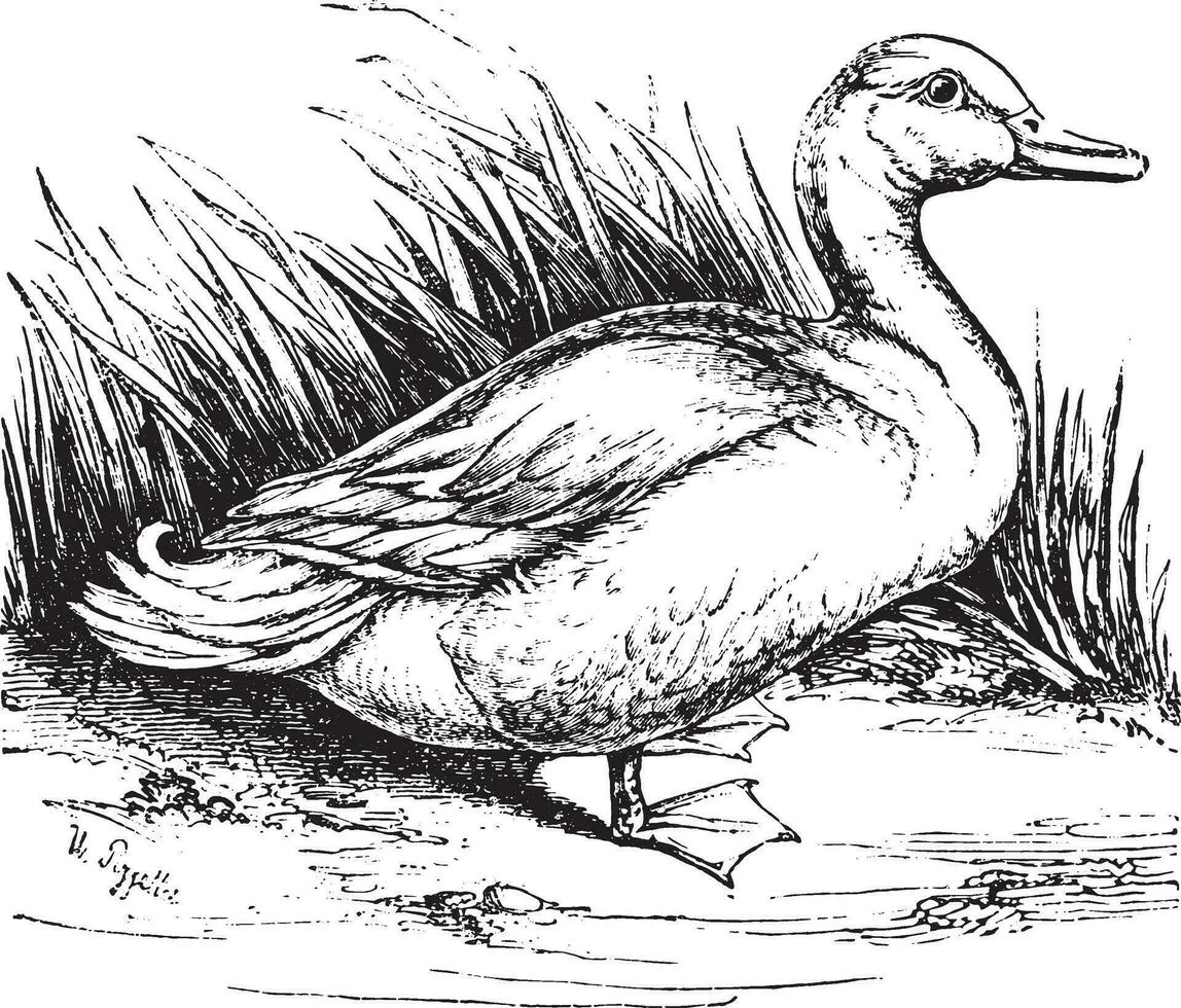 national canard, ancien gravure. vecteur