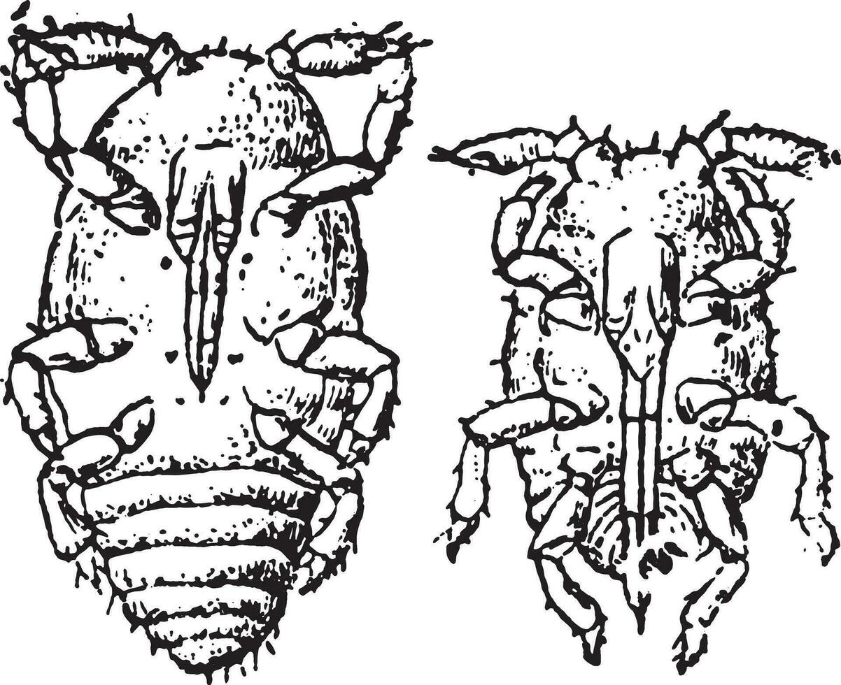 Jeune phylloxéra, ancien gravure. vecteur