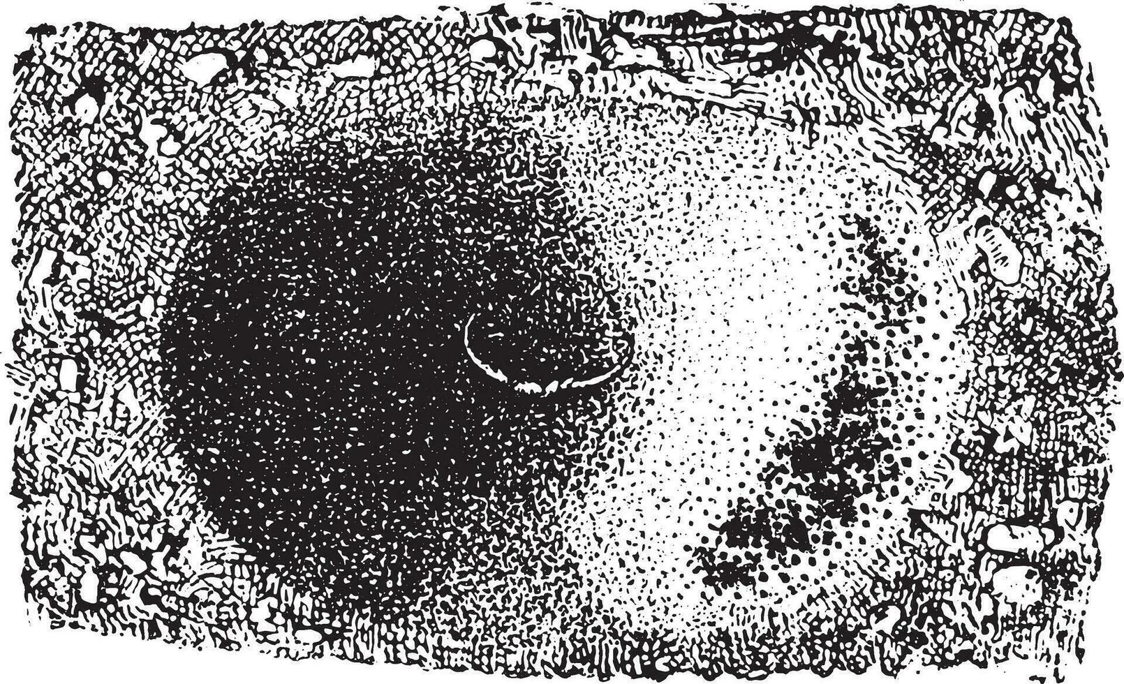 piège antlion les larves, ancien gravure vecteur