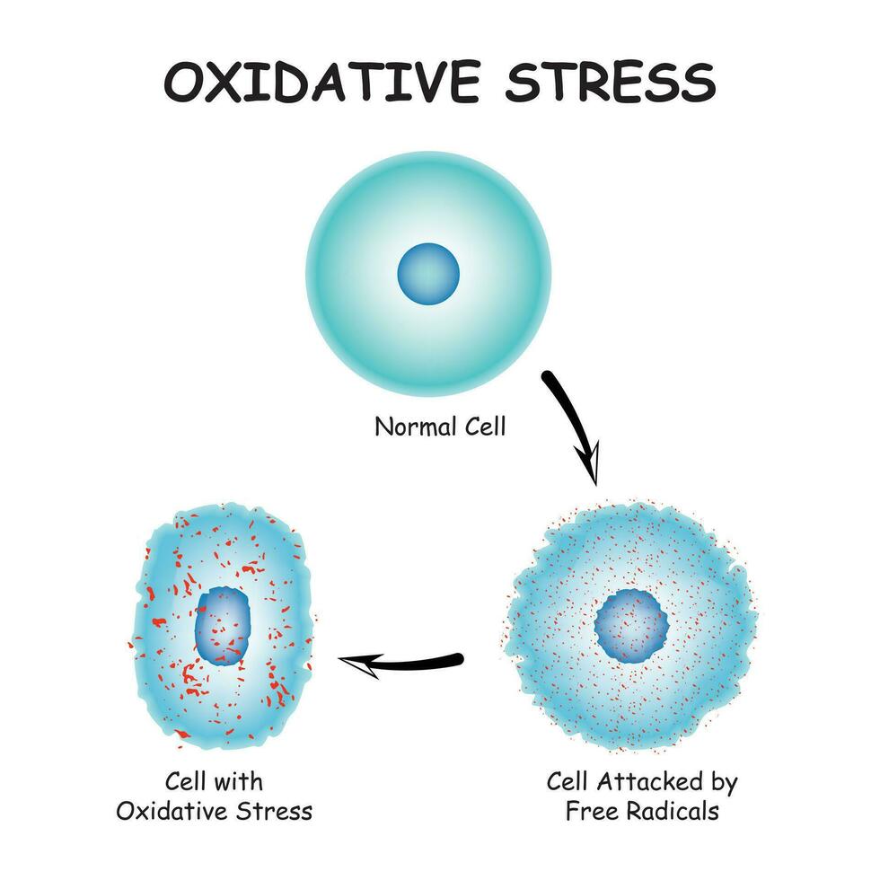 oxydant stress diagramme vecteur illustration conception