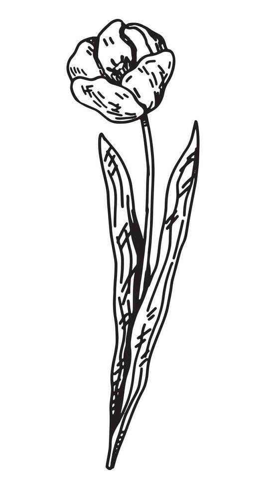 tulipe esquisser. printemps temps fleur clipart. main tiré vecteur illustration isolé sur blanc Contexte.