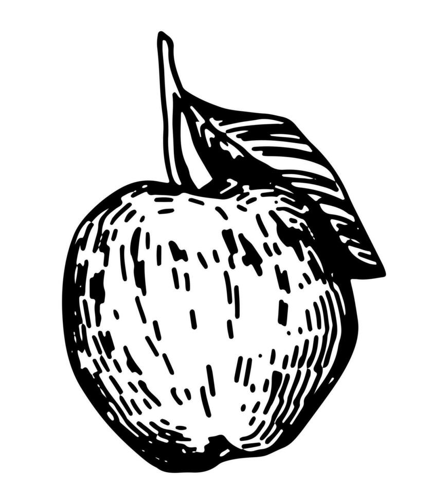 Pomme fruit esquisser clipart. mûr arbre fruit griffonnage isolé sur blanche. main tiré vecteur illustration dans gravure style.