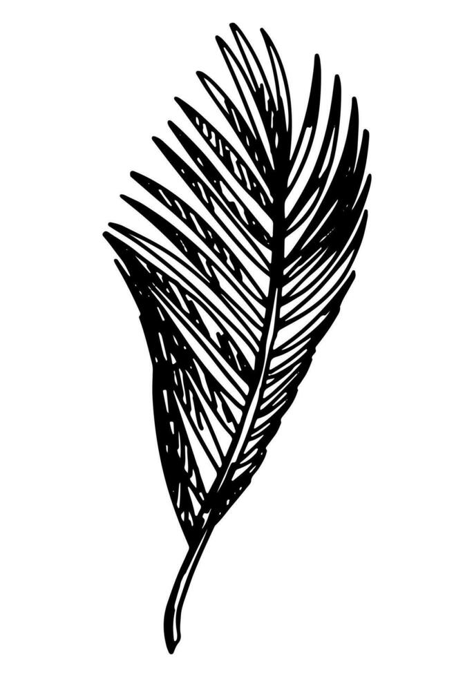 paume feuille clipart. tropical flore griffonnage esquisser. main tiré vecteur botanique illustration. gravure style griffonnage isolé sur blanche.