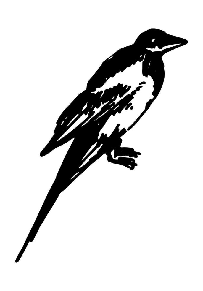 pie oiseau clipart. Célibataire griffonnage de sauvage animal isolé sur blanche. main tiré vecteur illustration dans gravure style.