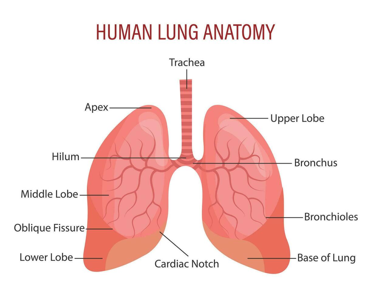 anatomie de le Humain poumons. respiratoire système. médical infographie bannière, illustration, vecteur