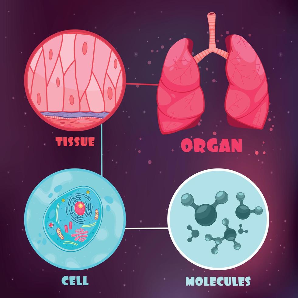 illustration de la hiérarchie biologique vecteur