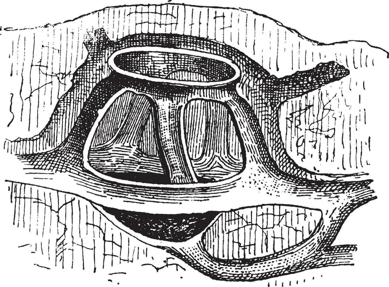 taupinière, ancien gravure vecteur