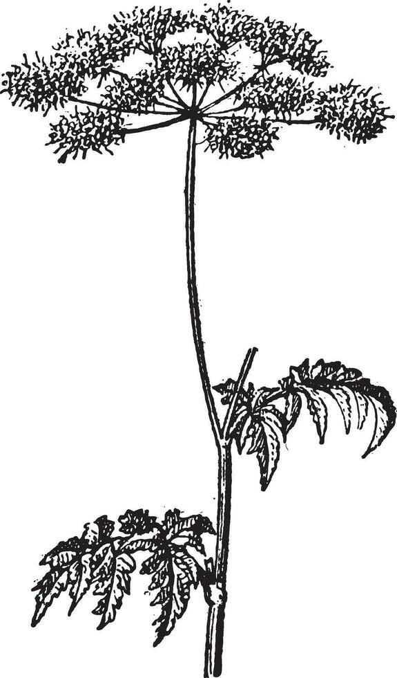 chaerophyllum temulum ou rugueux cerfeuil ancien gravure vecteur