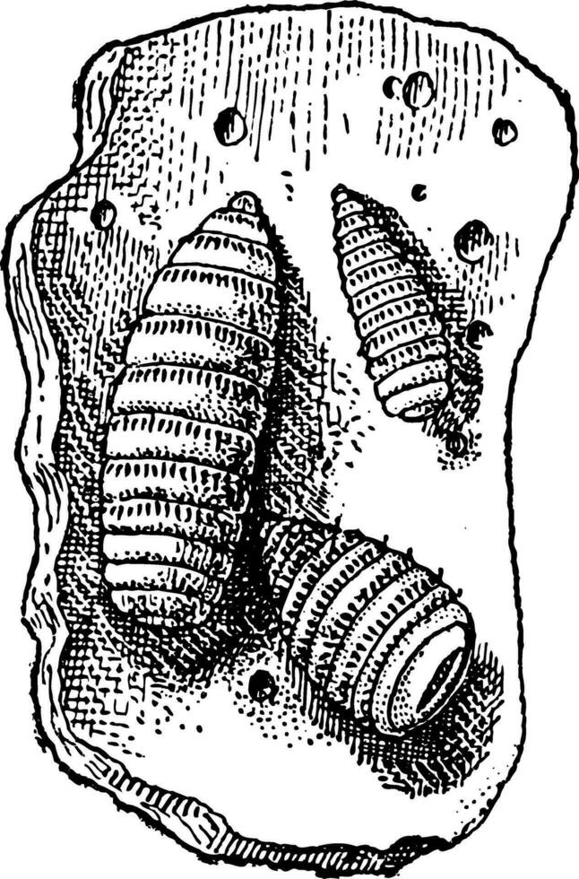 larves de botfly ou les estridés, ancien gravure vecteur