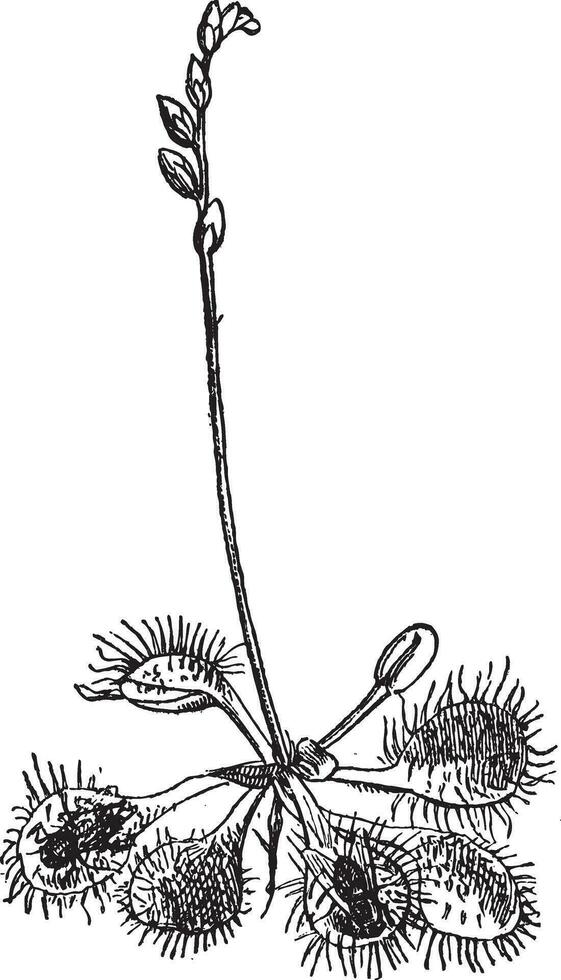 insectivore droséra drosera rotundifolia, ancien gravure. vecteur